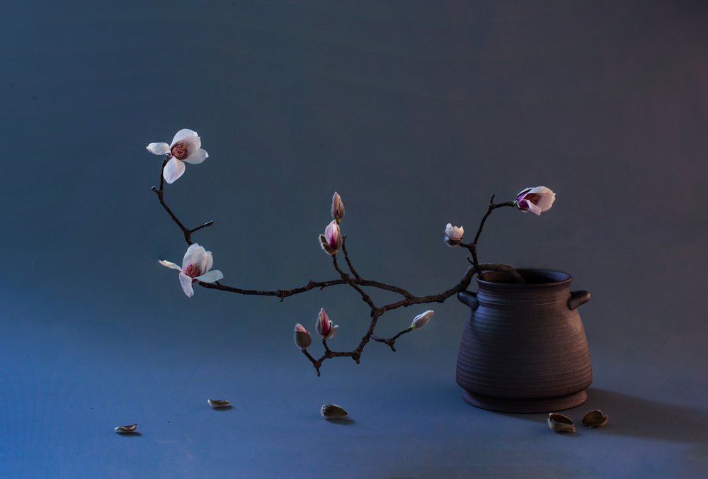 Zen Magnolia Blossom by Summer2016