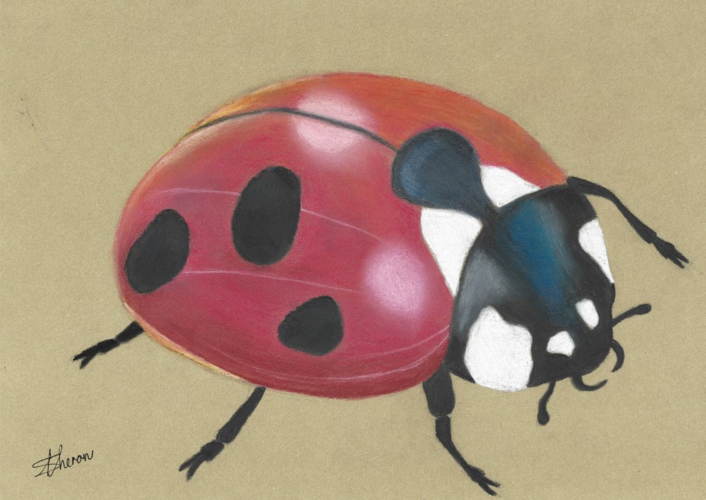 Cute Red Ladybug by Sunet Theron