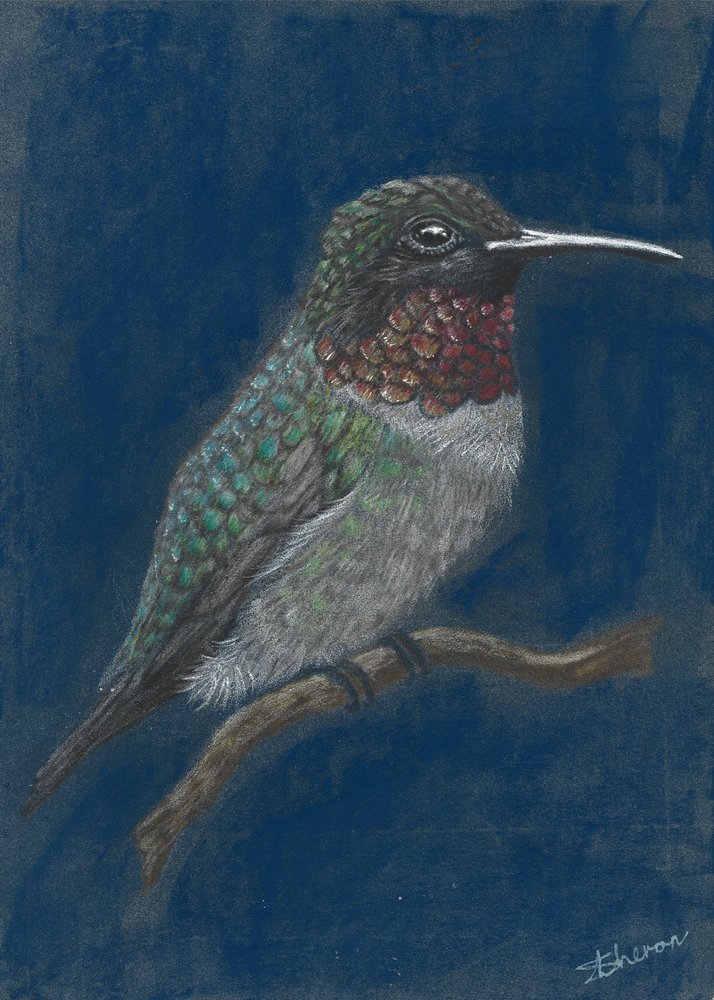 Vibrant Hummingbird Perched by Sunet Theron