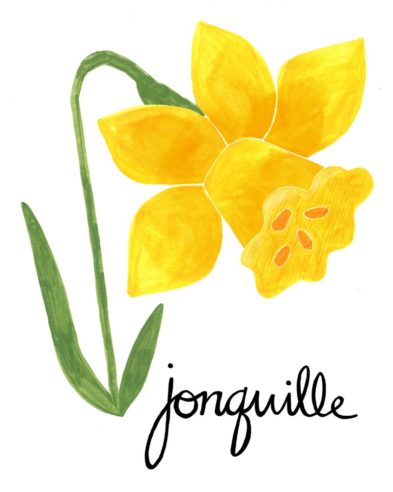 Yellow Jonquil Illustration by Susan Black