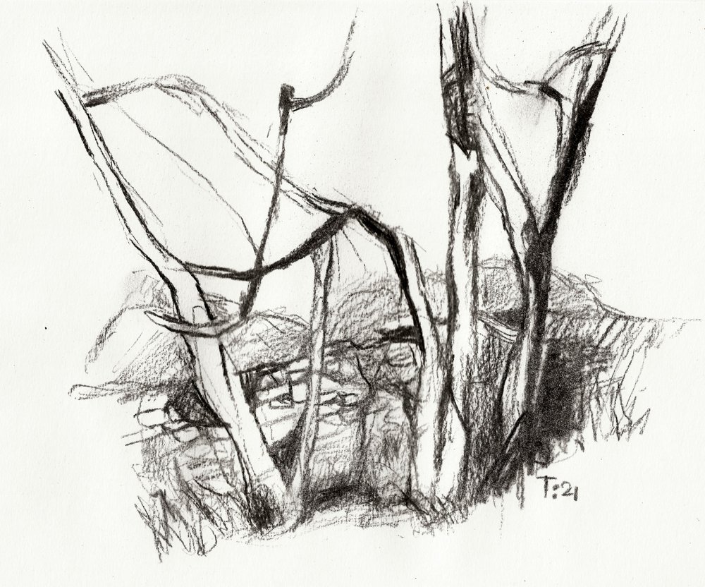 Bare Forest Sketch by Tore Bahnson