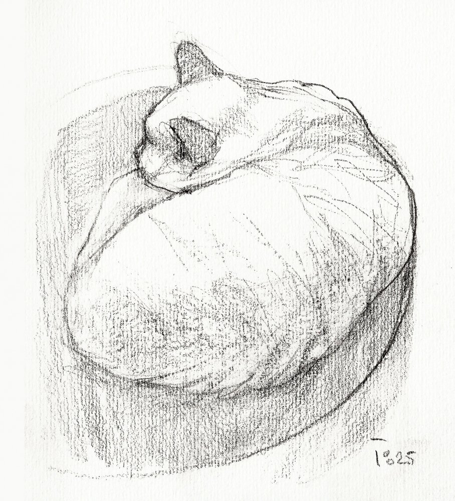Cozy Curled Cat by Tore Bahnson