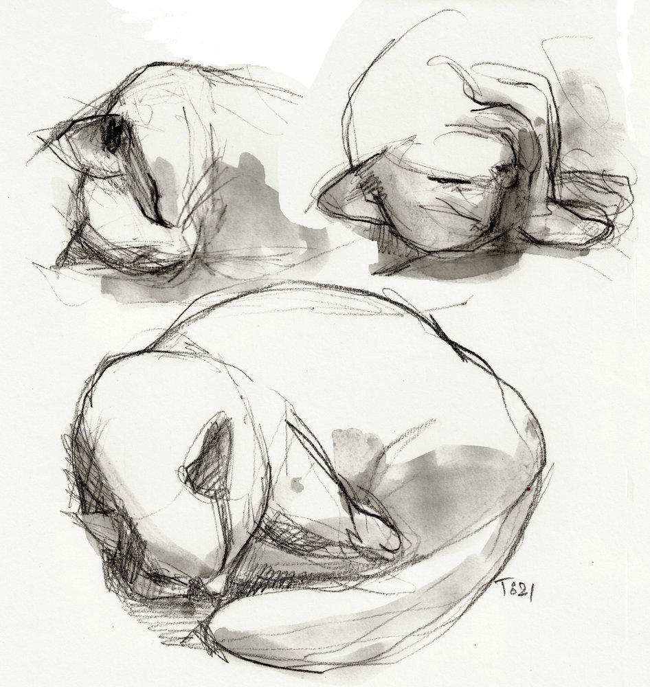 Sleeping Cat Studies by Tore Bahnson