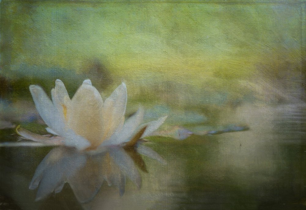 Serene Water Lily by Ulrike Eisenmann