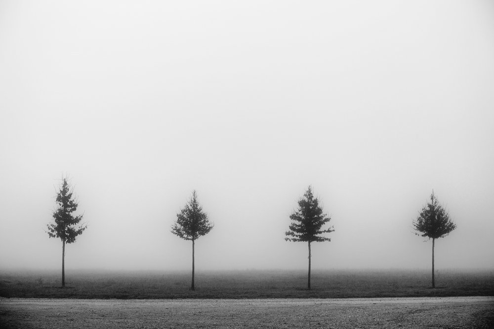 Four Misty Trees by Vanja Tajnsek