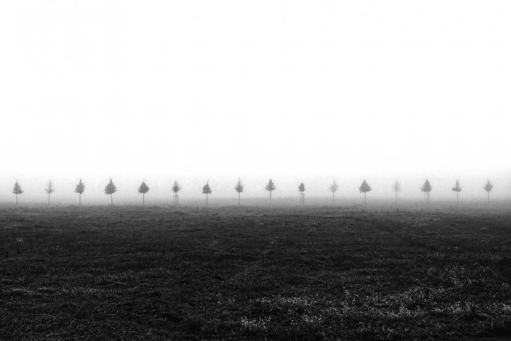 Misty Field Trees by Vanja Tajnsek