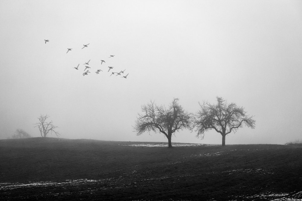 Misty Trees and Birds by Vanja Tajnsek