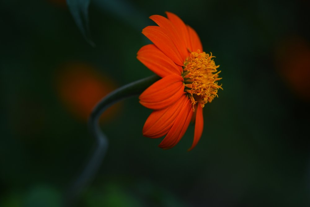 Vibrant Orange Bloom by Vedrana Domazet