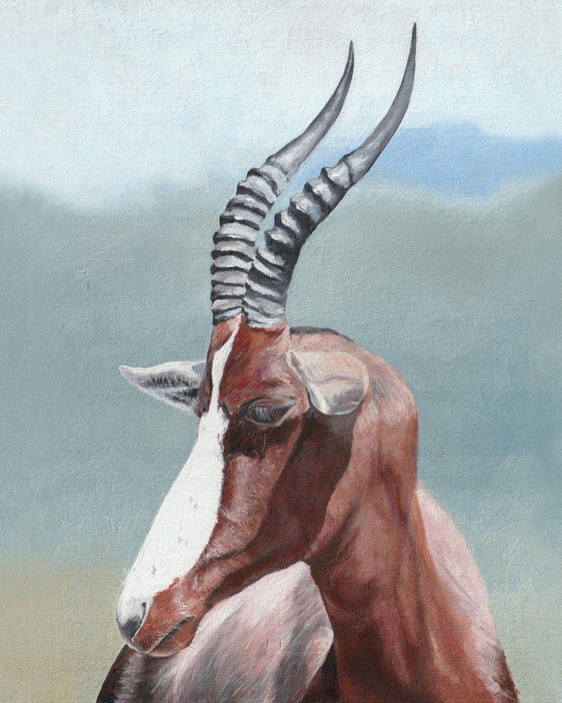 Majestic Blesbok Profile by Viccy Wanliss