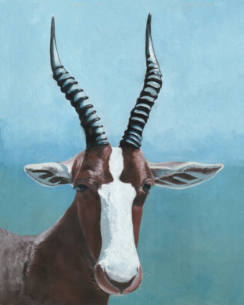 Painted Blesbok Gaze by Viccy Wanliss