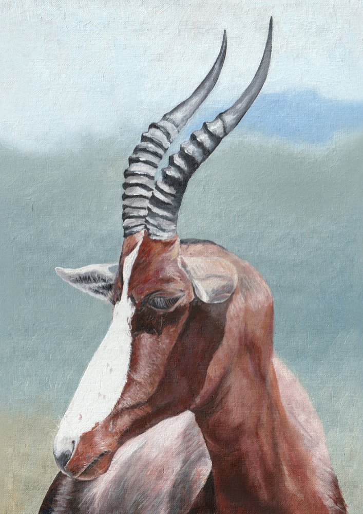 Peaceful Blesbok Gaze by Viccy Wanliss