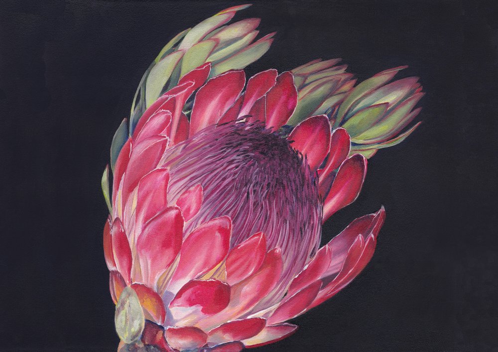 Vibrant King Protea by Viccy Wanliss