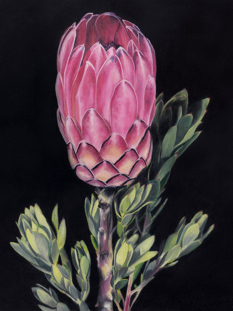 Vibrant Pink Protea by Viccy Wanliss