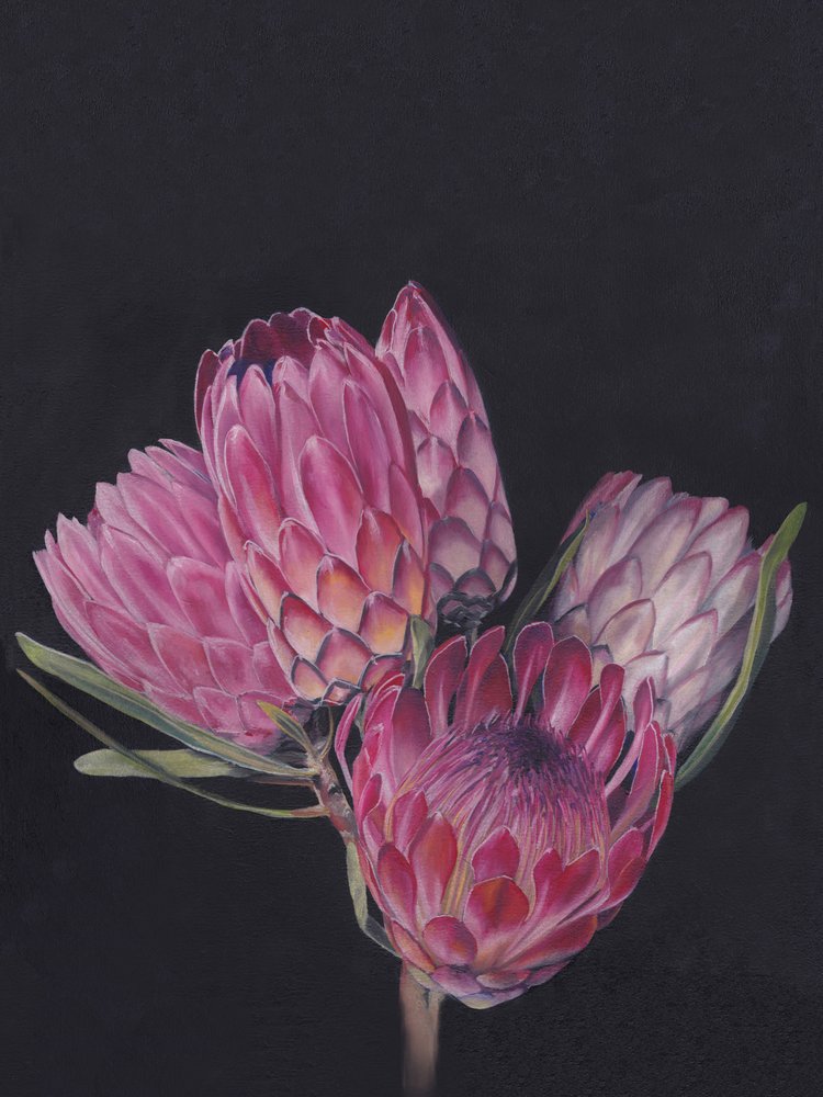 Vibrant Pink Proteas by Viccy Wanliss