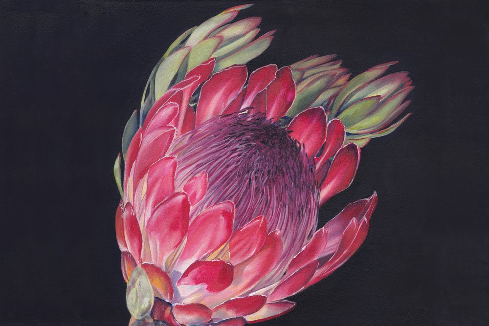 Vibrant Protea Bloom by Viccy Wanliss