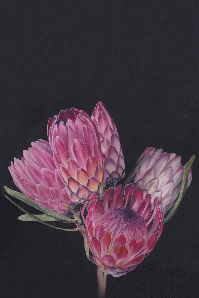Vibrant Protea Flowers by Viccy Wanliss