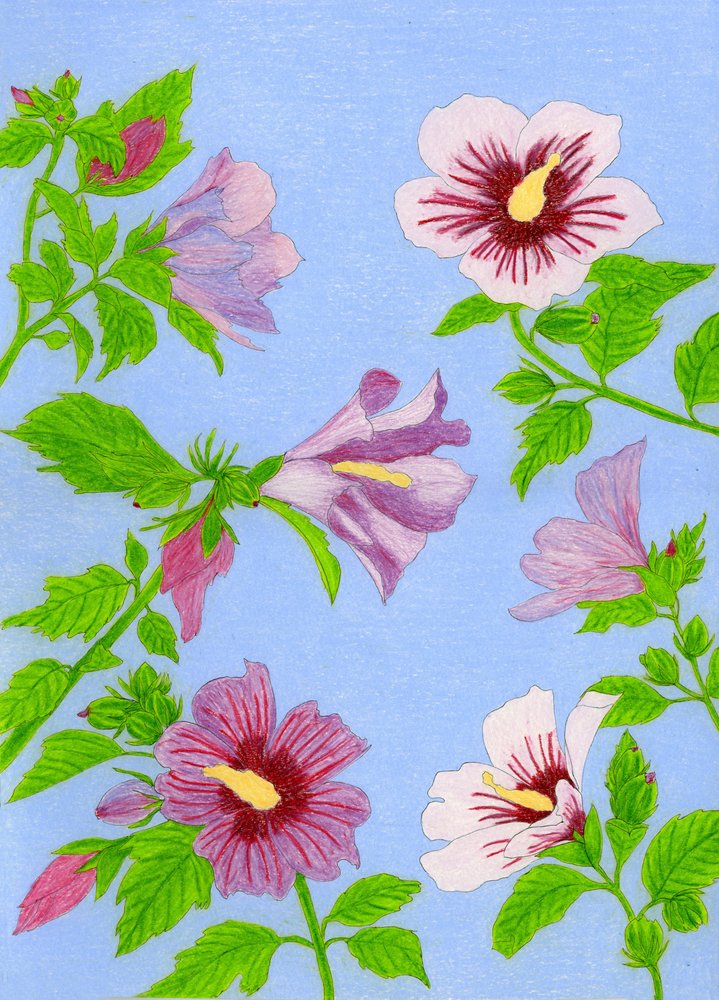 Blooming Hibiscus Flowers by Viktoriia Saunina