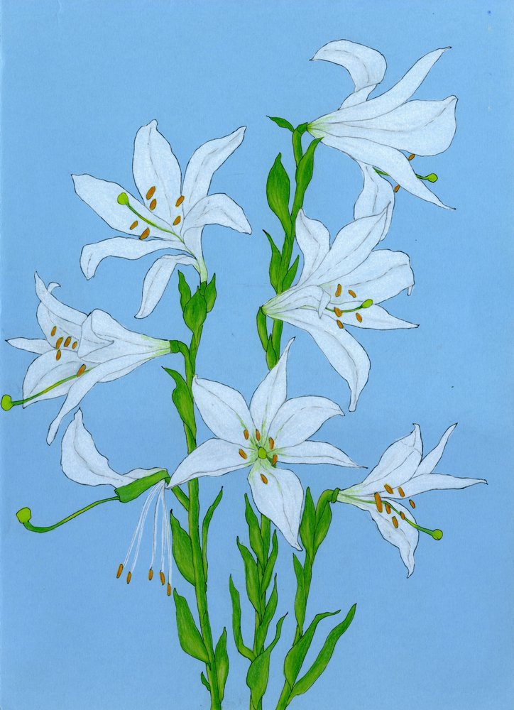 Elegant White Lilies by Viktoriia Saunina