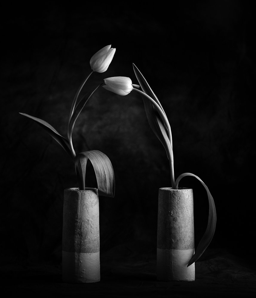 Elegant Black and White Tulips by Xavi Heredia