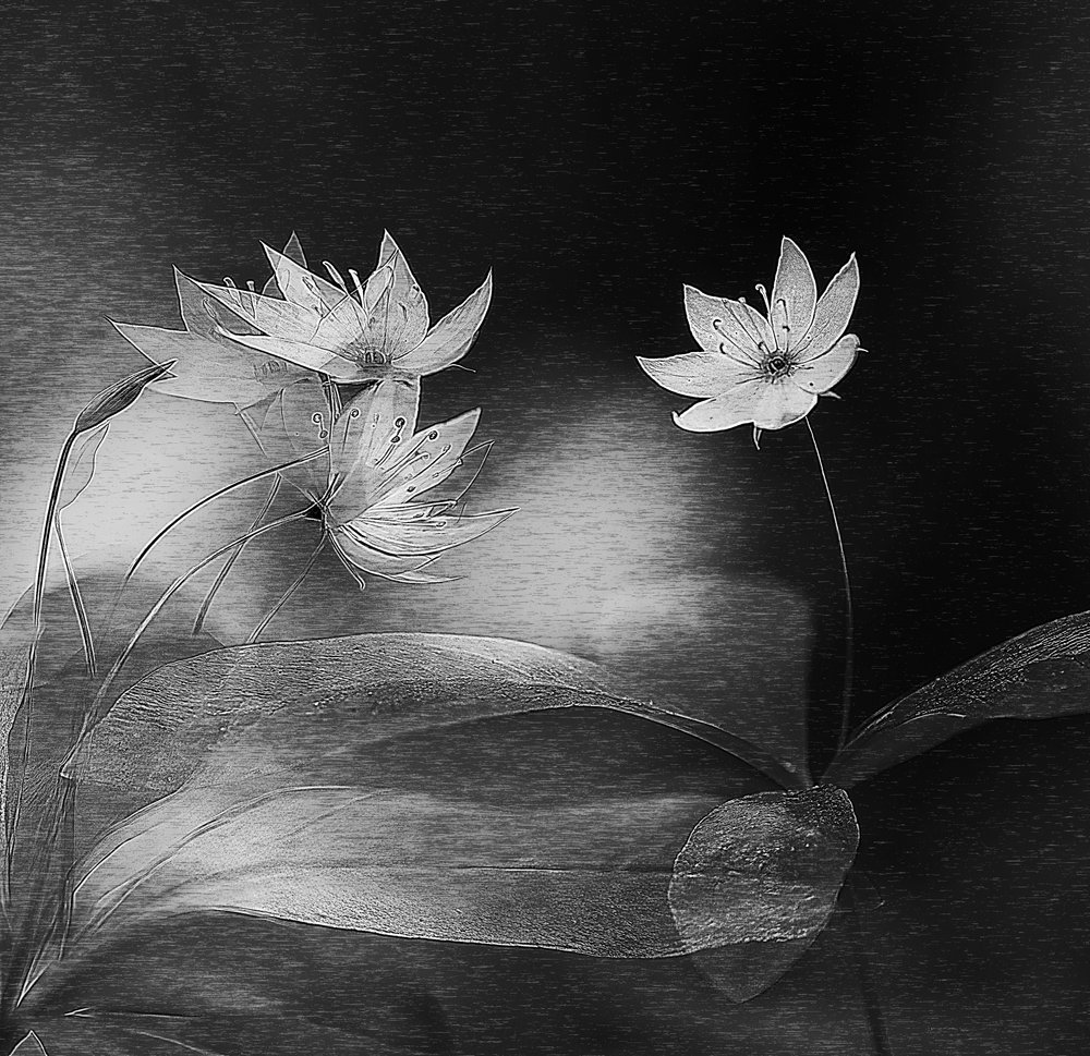 Elegant Botanical Glow by Ylva Sjögren