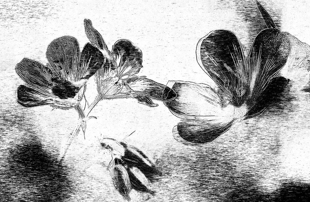 Elegant Floral Drawing by Ylva Sjögren