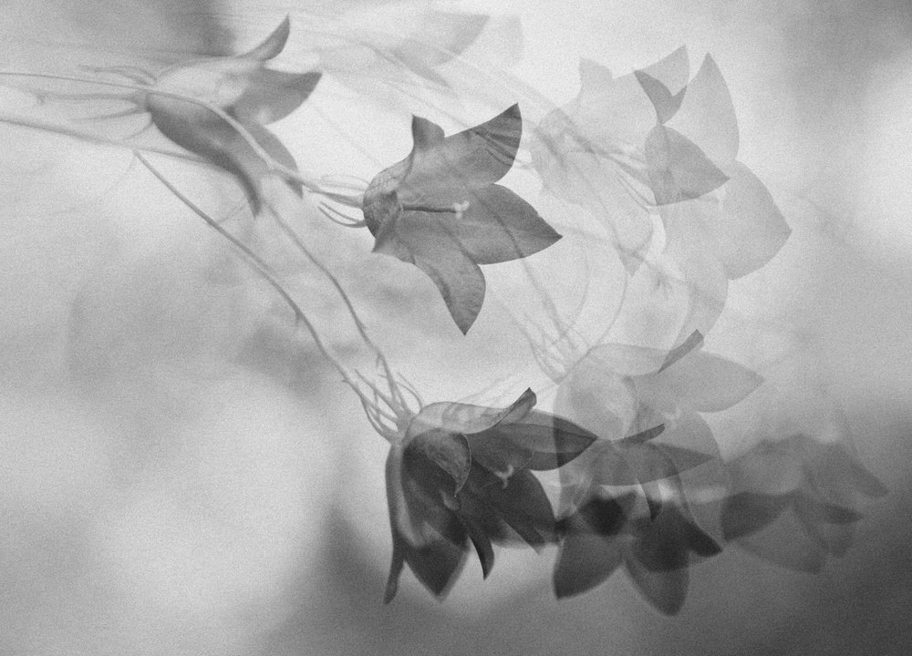 Ethereal Bellflower Dream by Ylva Sjögren