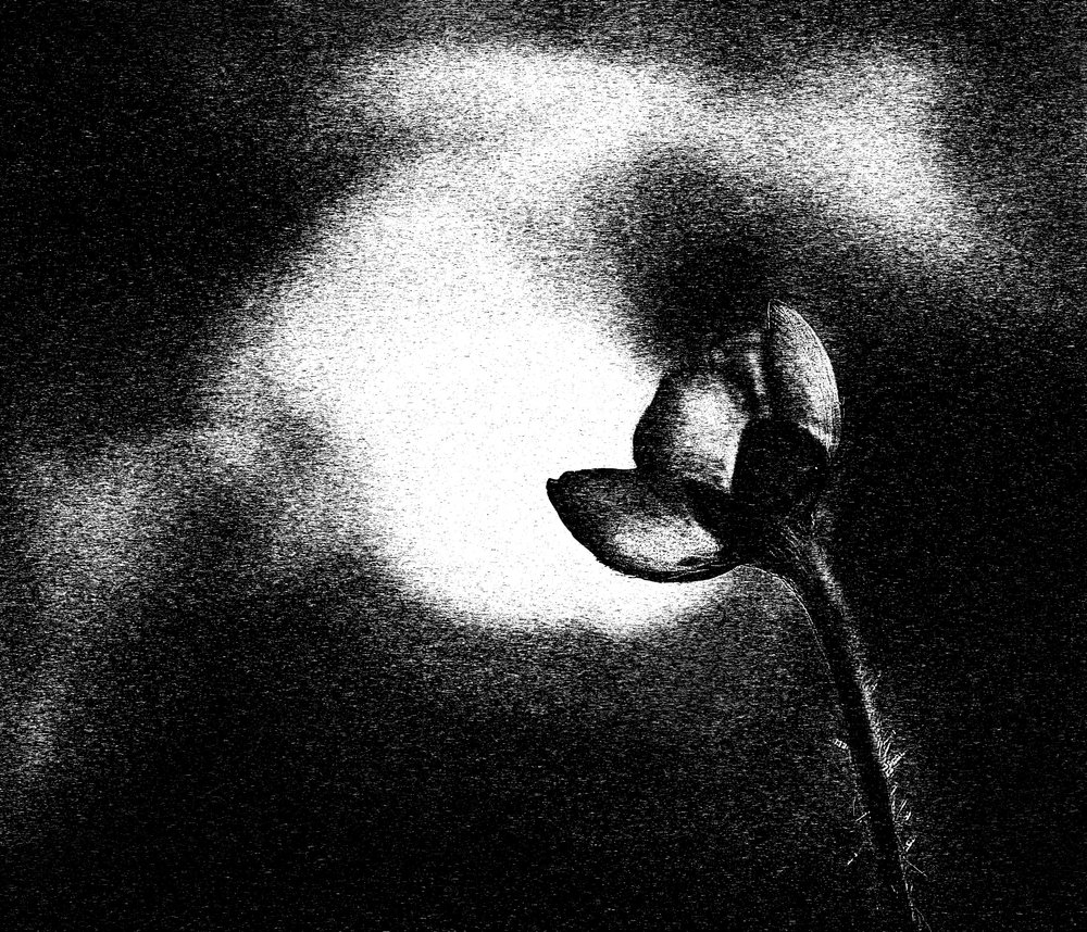 Glowing Poppy Bud by Ylva Sjögren