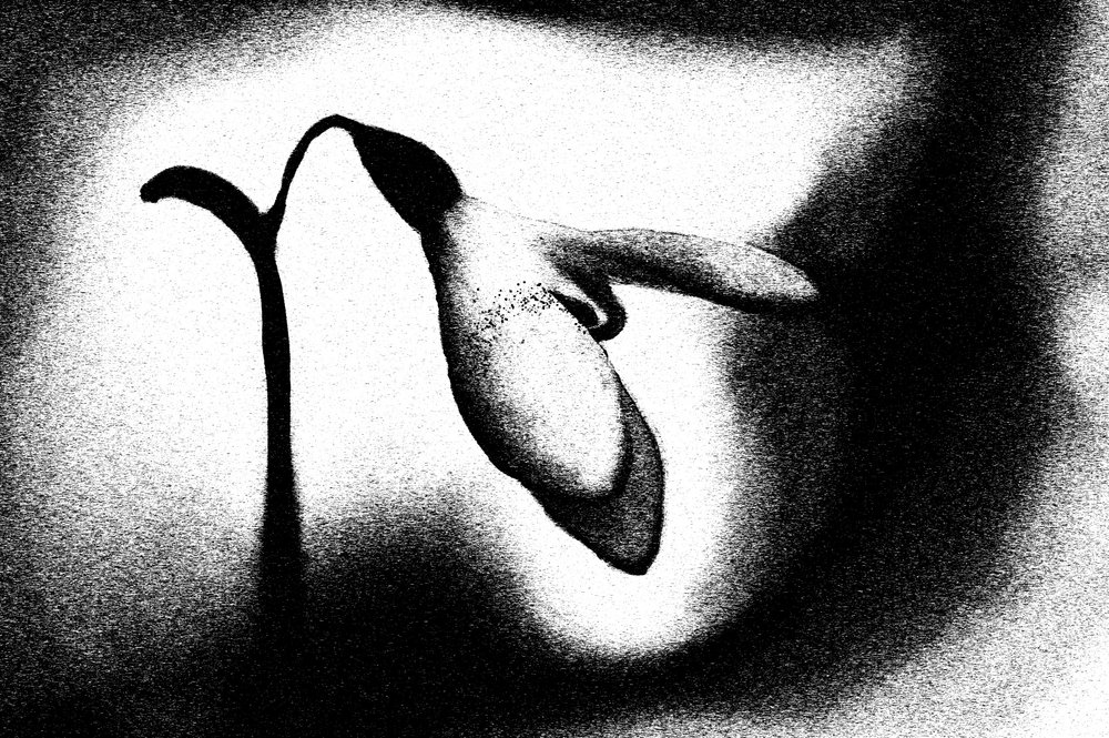 Graceful Snowdrop Bloom by Ylva Sjögren