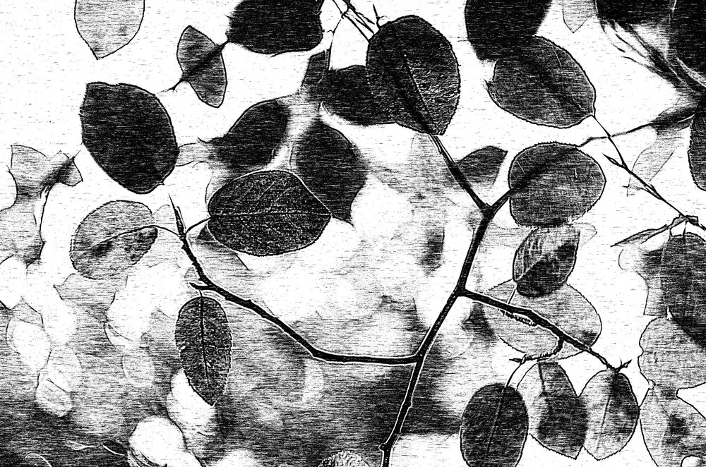 Monochromatic Leaf Canopy by Ylva Sjögren