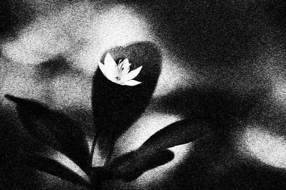 Stark White Bloom by Ylva Sjögren