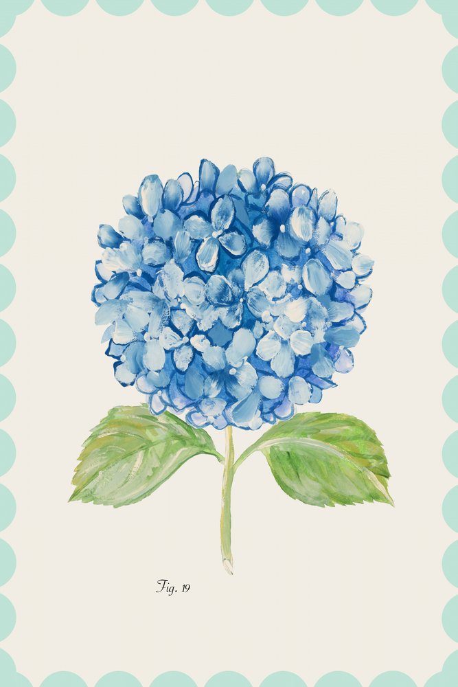 Blue Hydrangea Illustration by cartissi