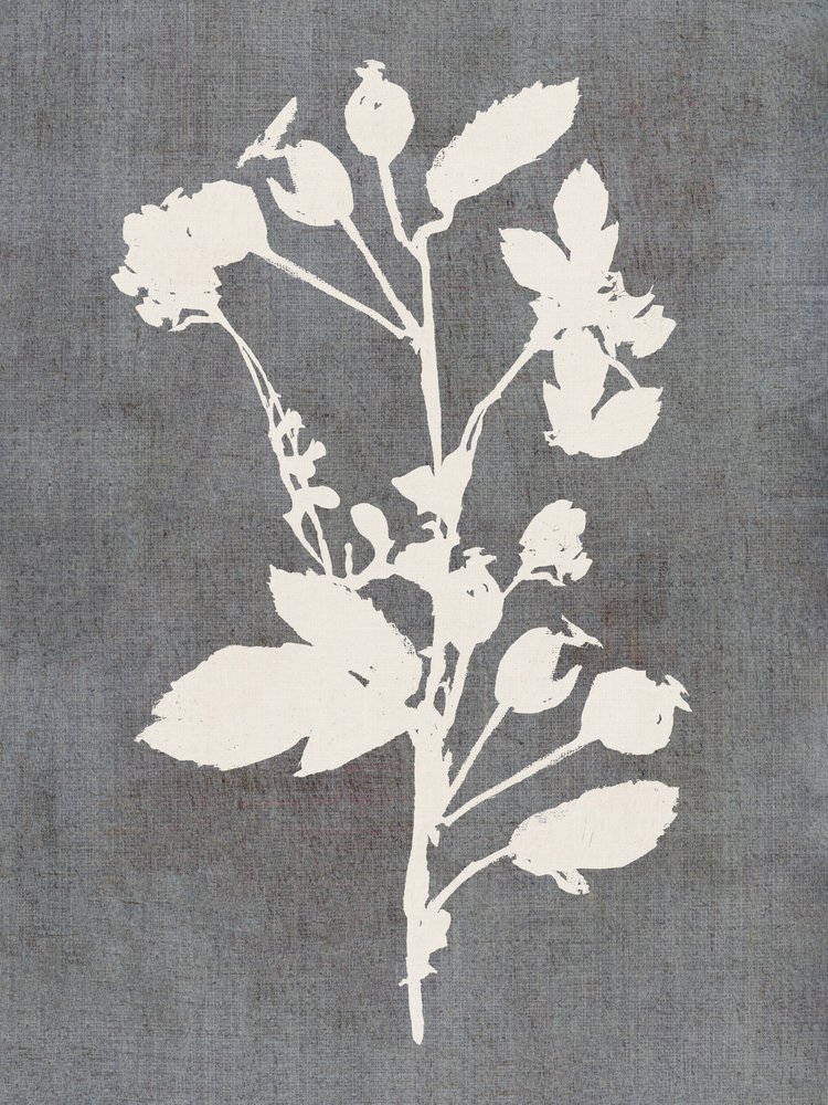 Botanical Rose Silhouette by cartissi