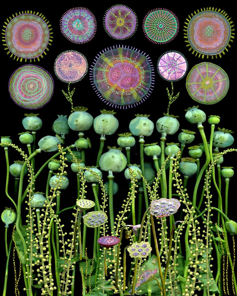 Poppy Pods and Mandalas by giovanna nicolo