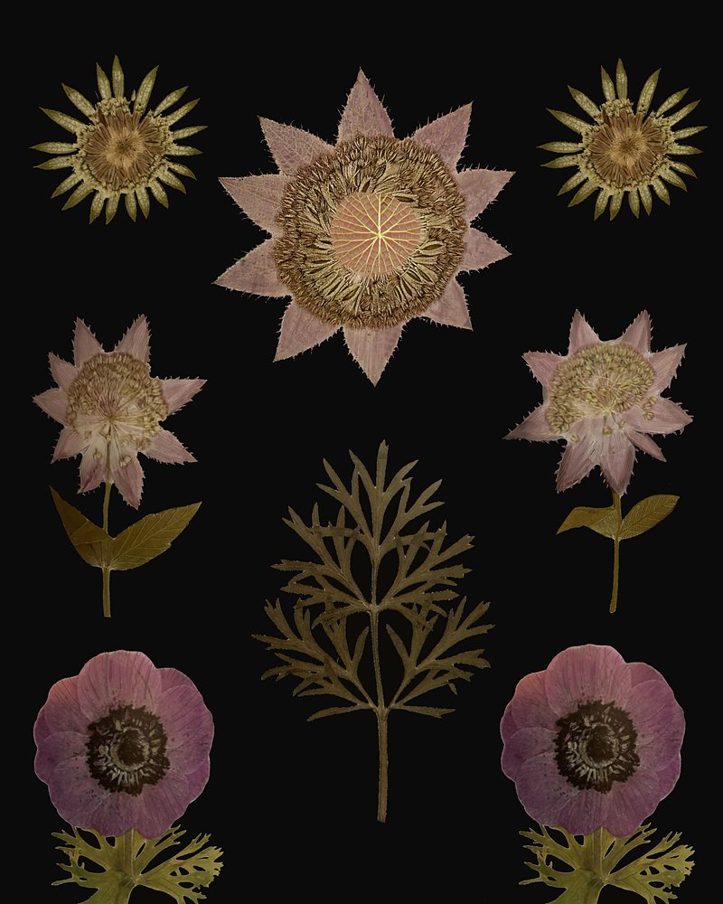 Vintage Dried Flowers by giovanna nicolo