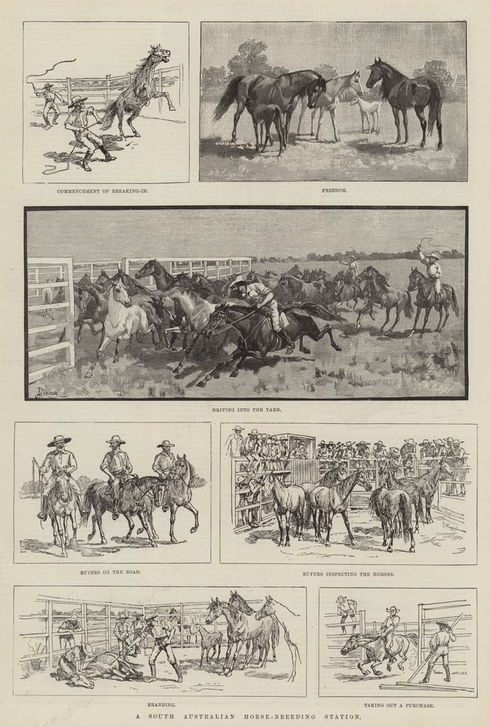 A South Australian HorseBreeding Station