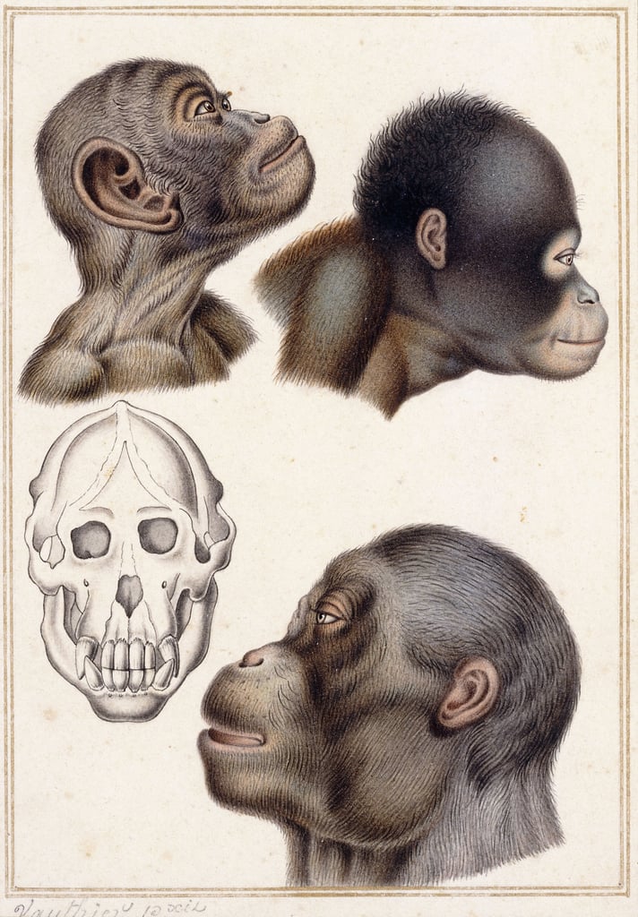 Skull of a Pongo by Antoine Charles Vauthier