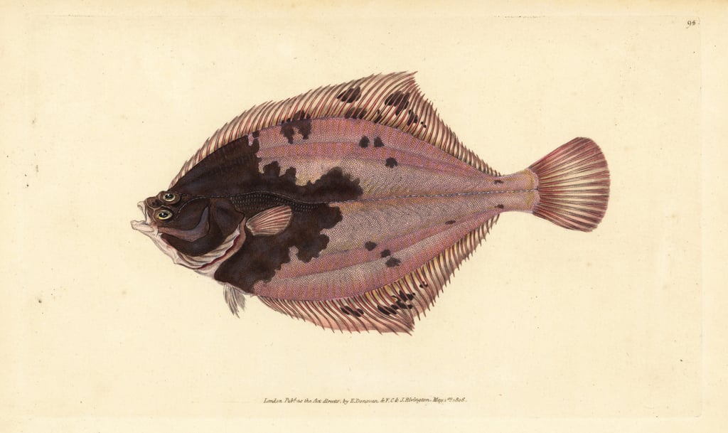 European flounder, Platichthys flesus (Flounder, Pleuronectes flesus