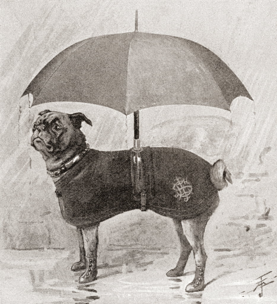 Boots shop for pugs