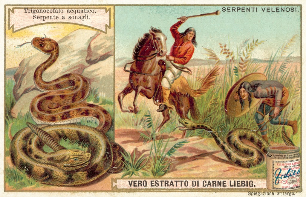 Water moccasin and rattlesnake (chromolitho)