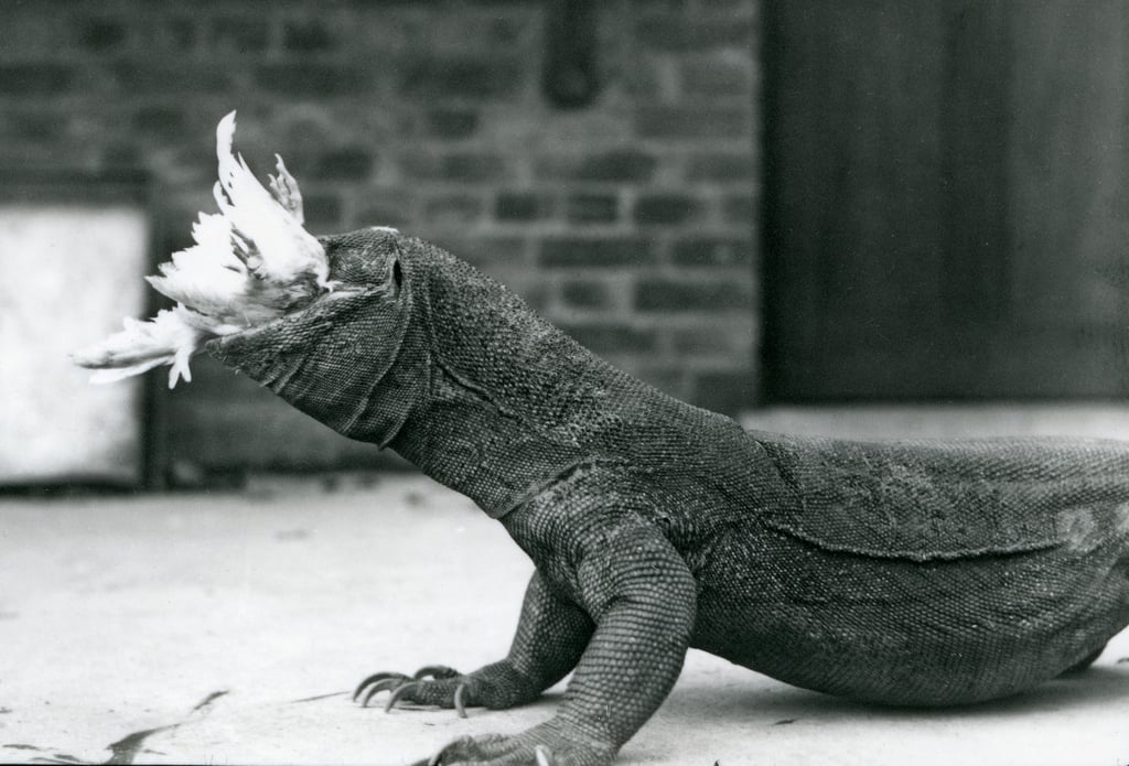 A Komodo Dragon eating a chicken at London Zoo August 1928 (b/w photo)