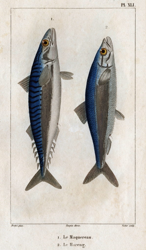 Mackerel and Herring. Plate from “" Fauna of the doctors or history of