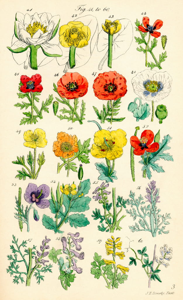 Page of colour illustrations from British Wild Flowers after a work by
