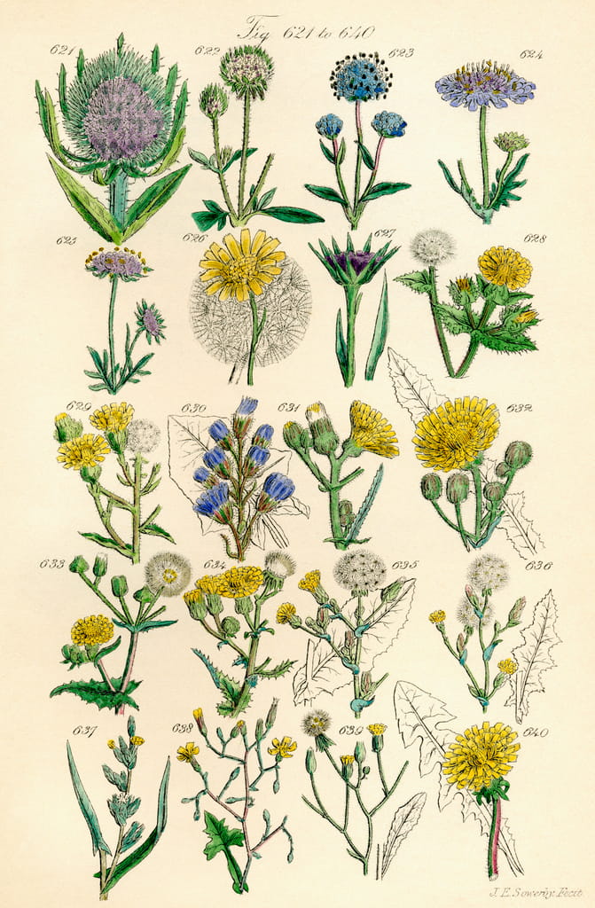 Page of colour illustrations from British Wild Flowers after a work by