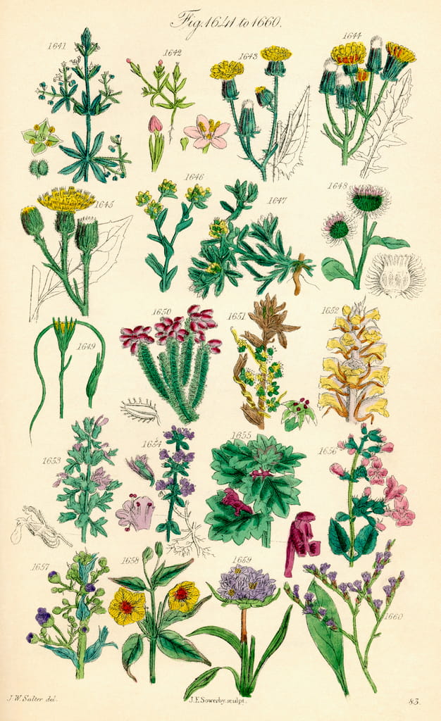 Page of colour illustrations from British Wild Flowers after a work by