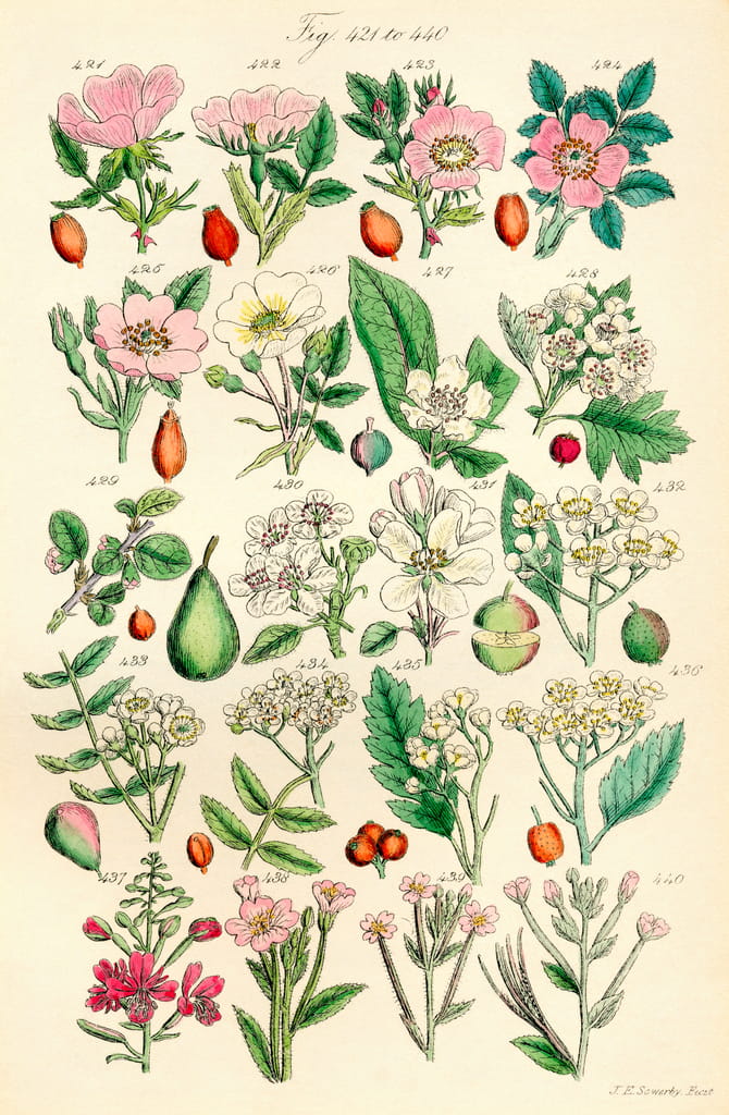 Page of colour illustrations from British Wild Flowers after a work by