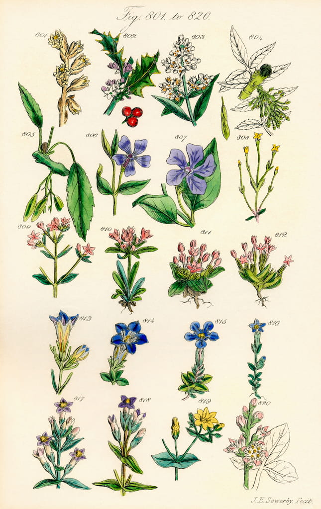 Page of colour illustrations from British Wild Flowers after a work by