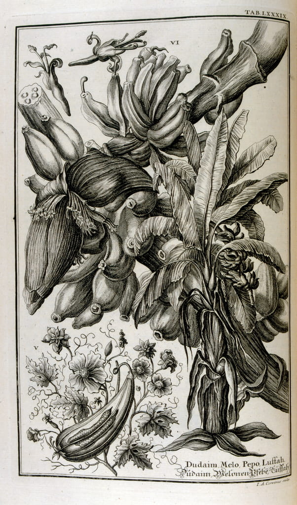 Biblical plants and fruits including mandrake and melon