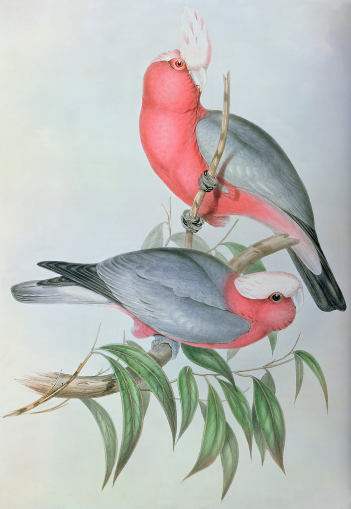 Birds of Asia by John Gould: High-quality fine art print