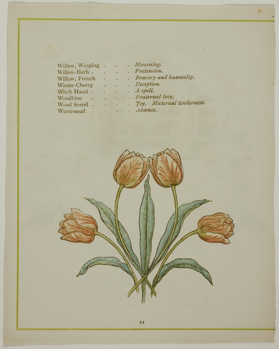 Decorative Illustration, from The Illuminated Language of Flowers