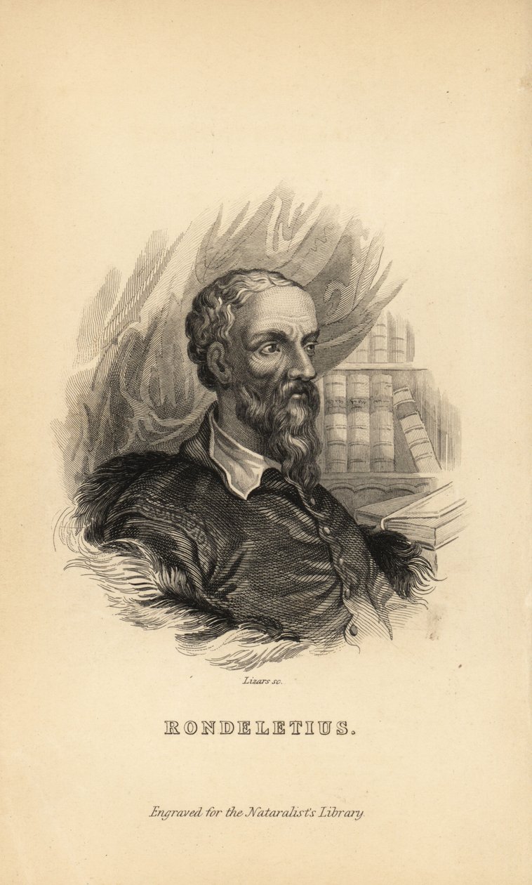 Guillaume Rondelet, Professor of Medicine at the University of Montpellier, France, Naturalist and Botanist, 1507-1566 by Unknown